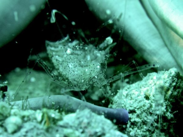 DIVING CENTER SHARK