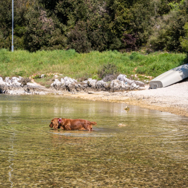 Haustierfreundliche Strand Kanalić