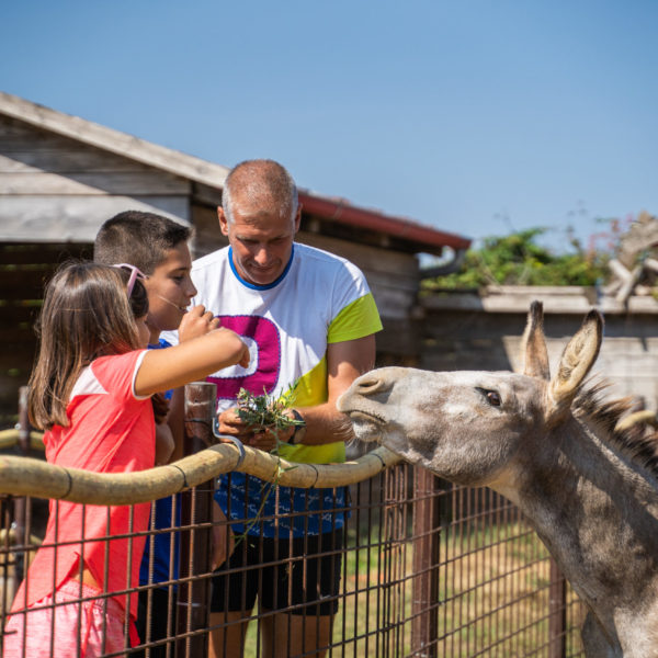 Istrian Farm