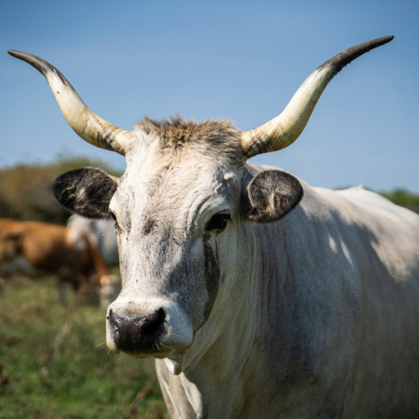 Ferme Istrienne